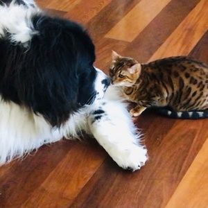 The sisters- Sierra 🐶 and Maize 🐯